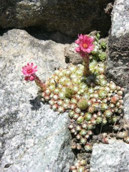 Alpine Flora / Hauswurz